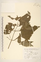 豨簽藏品圖，第1張