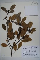 全緣葉冬青藏品圖，第1張