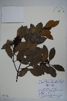 全緣葉冬青藏品圖，第1張