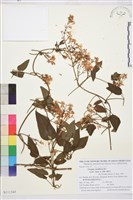 圓錐鐵線蓮藏品圖，第1張