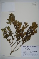 假黃楊藏品圖，第1張