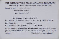 假黃楊藏品圖，第2張