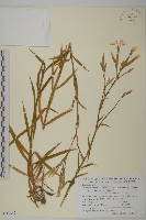 長萼瞿麥藏品圖，第1張