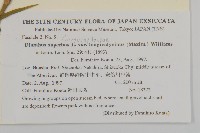 長萼瞿麥藏品圖，第2張