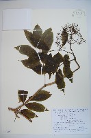 毛接骨木藏品圖，第1張