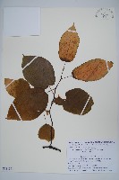 狗棗獼猴桃藏品圖，第1張