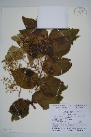 遼東蔥木藏品圖，第1張