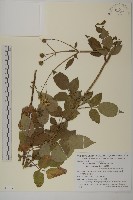 大花咸豐草藏品圖，第1張