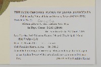 大花咸豐草藏品圖，第2張