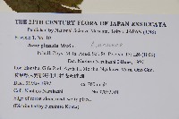 華北茶條槭藏品圖，第2張