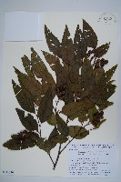 登錄號:S111376藏品圖，第1張