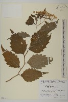 登錄號:S111379藏品圖，第1張