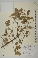 齒毛衛矛藏品圖，第1張