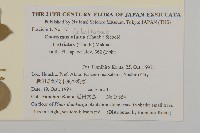 齒毛衛矛藏品圖，第2張