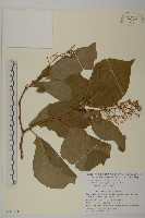 東北雷公藤藏品圖，第1張