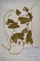 蘿藦藏品圖，第1張