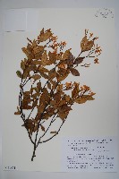 亞洲絡石藏品圖，第1張