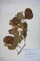 莢迷藏品圖，第1張