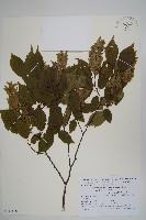 登錄號:S111406藏品圖，第1張