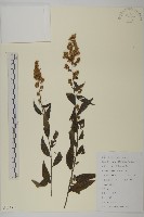 珍珠蒿、奇蒿藏品圖，第1張