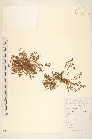 假吐金菊藏品圖，第1張