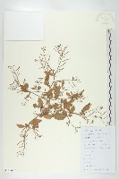 無瓣蔊菜藏品圖，第1張