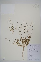 細葉蘭花參藏品圖，第1張