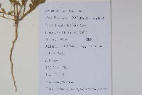 細葉蘭花參藏品圖，第2張