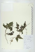 絞股藍藏品圖，第1張