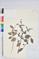 米飯花藏品圖，第1張