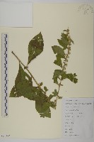 天名精藏品圖，第1張