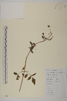 白花鬼針藏品圖，第1張