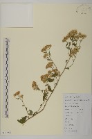 山白蘭藏品圖，第1張