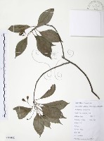 樟樹藏品圖，第1張