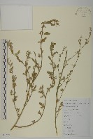 灰綠藜藏品圖，第1張