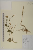 霍香薊藏品圖，第1張