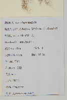 霍香薊藏品圖，第2張