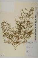 青蒿藏品圖，第1張