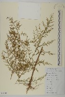 青蒿藏品圖，第1張