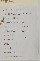 青蒿藏品圖，第2張