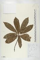 華杜英藏品圖，第1張