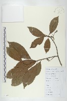 華杜英藏品圖，第1張