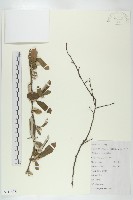 胡頹子藏品圖，第1張