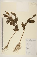 野茼蒿藏品圖，第1張