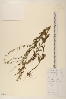 雞兒腸藏品圖，第1張