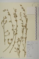 灰綠藜藏品圖，第1張