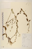 雞兒腸藏品圖，第1張