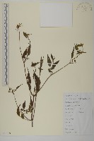 狼把草藏品圖，第1張