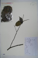 厚葉冬青藏品圖，第1張