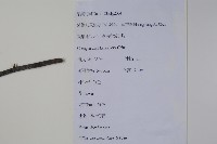 厚葉冬青藏品圖，第2張